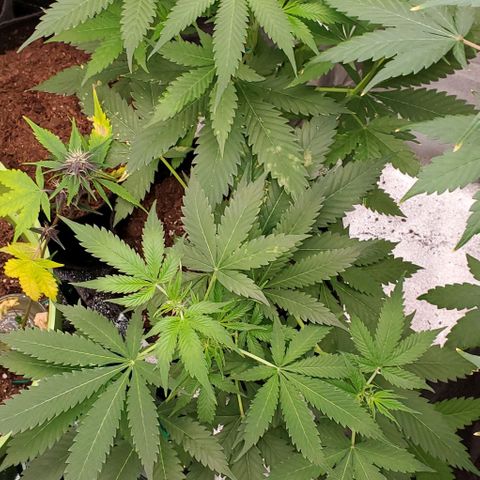 Bubbletwin Candy growlog timeline photo