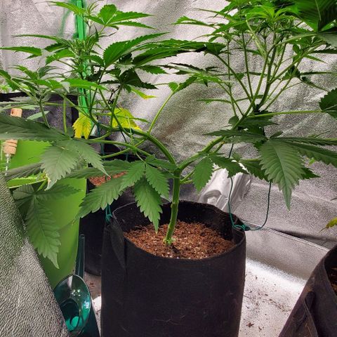 Bubbletwin Candy growlog timeline photo