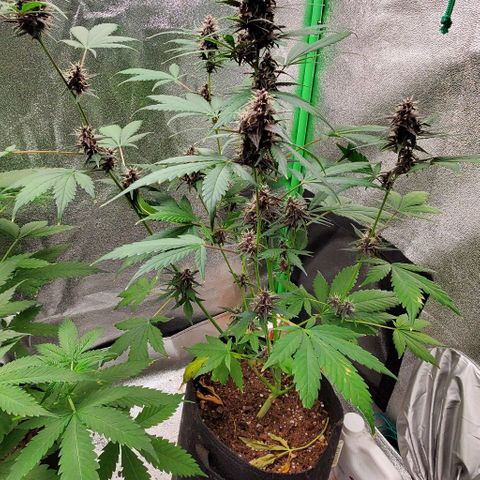 Little L growlog timeline photo