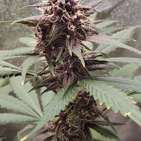 Little L growlog timeline photo