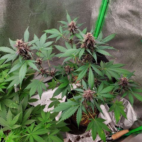 Little L growlog timeline photo