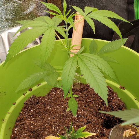 Starla growlog timeline photo