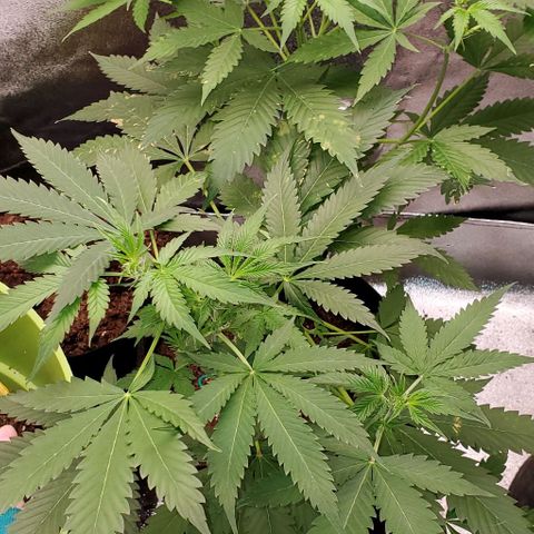Bubbletwin Candy growlog timeline photo