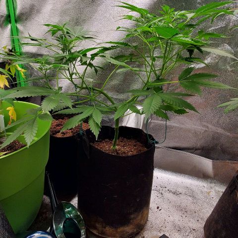 Bubbletwin Candy growlog timeline photo