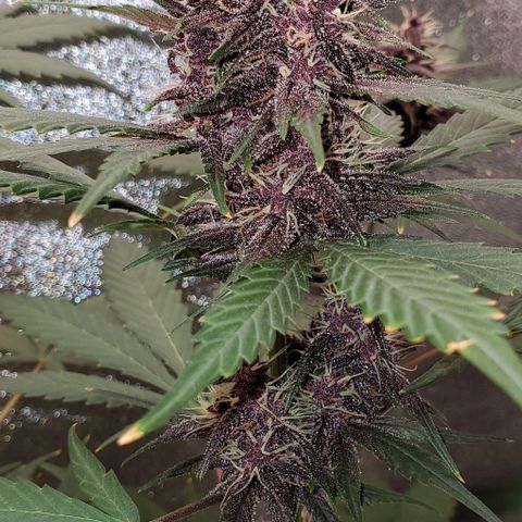 Little L growlog timeline photo