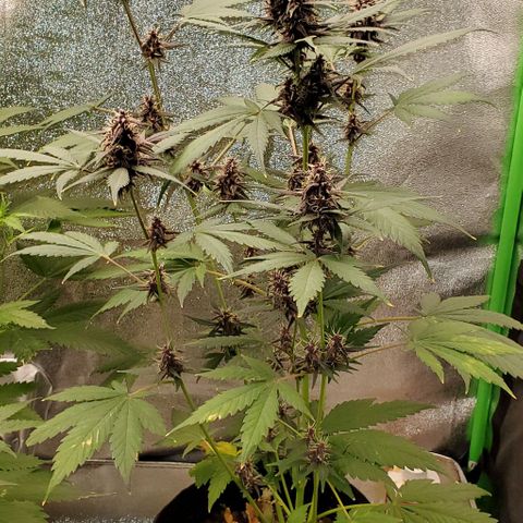 Little L growlog timeline photo