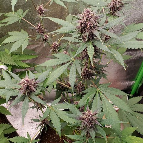 Little L growlog timeline photo