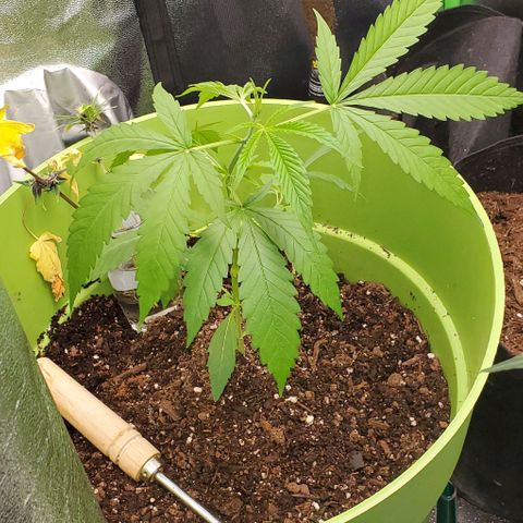 Starla growlog timeline photo