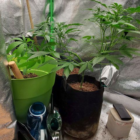 Bubbletwin Candy growlog timeline photo