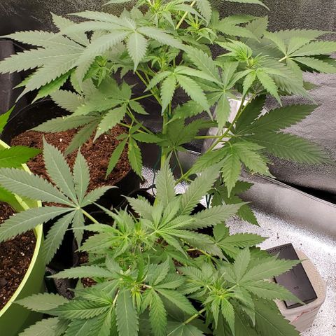 Bubbletwin Candy growlog timeline photo