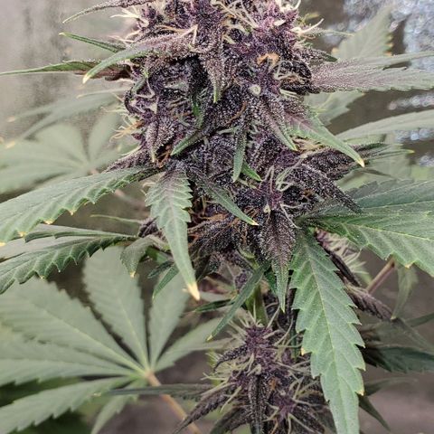 Little L growlog timeline photo