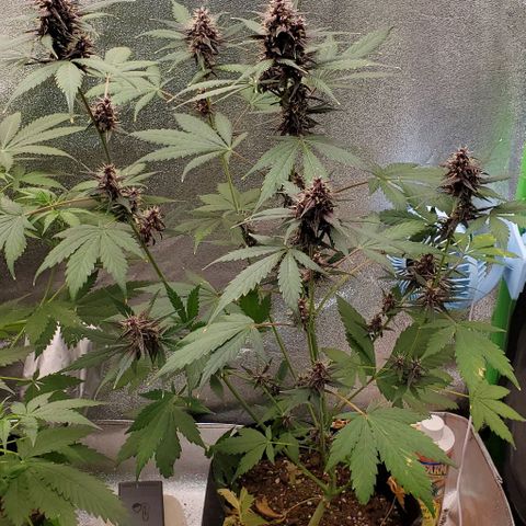 Little L growlog timeline photo