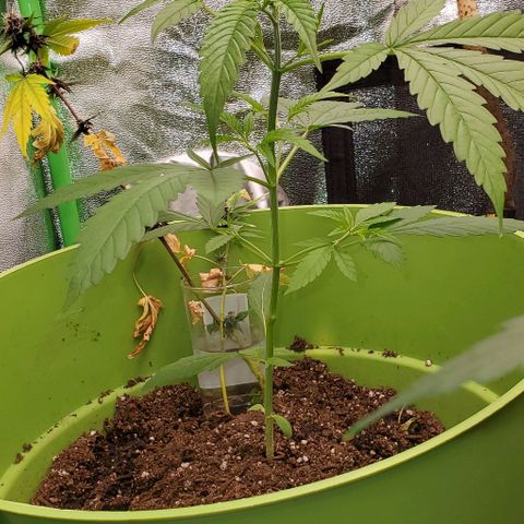 Starla growlog timeline photo