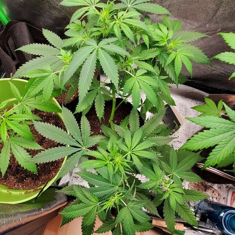 Bubbletwin Candy growlog timeline photo