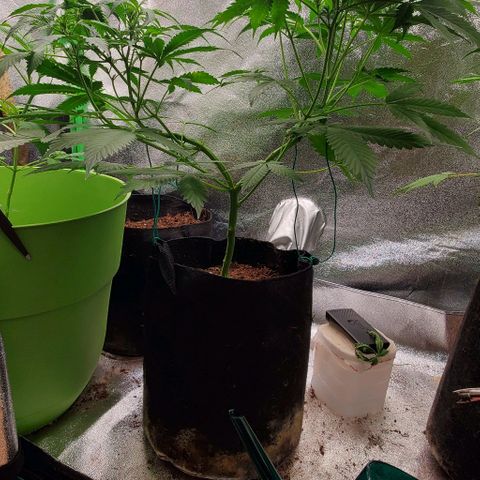 Bubbletwin Candy growlog timeline photo
