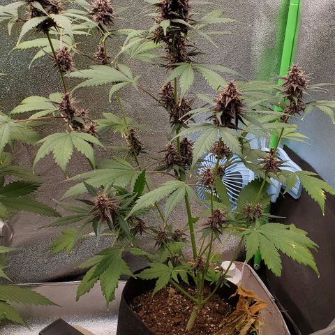 Little L growlog timeline photo