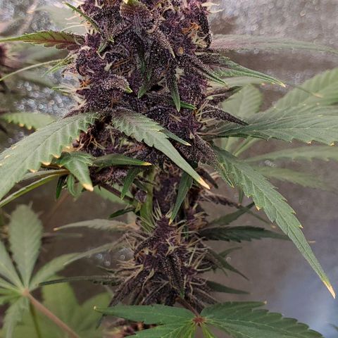 Little L growlog timeline photo