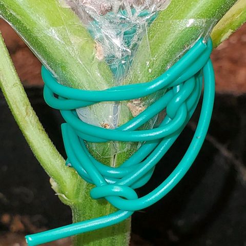 Bubbletwin Candy growlog photo: Aftermath of the breakage