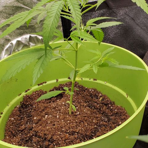 Starla growlog timeline photo
