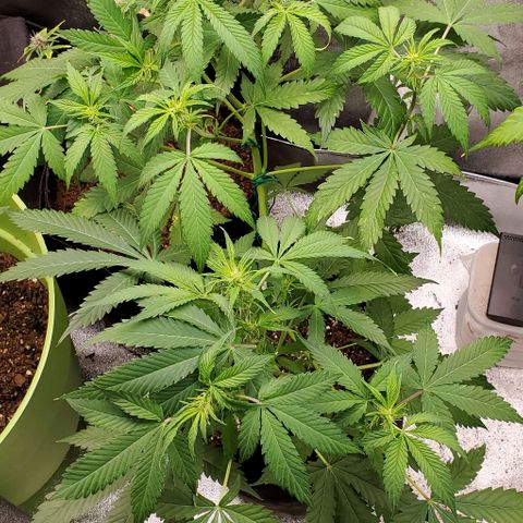 Bubbletwin Candy growlog timeline photo