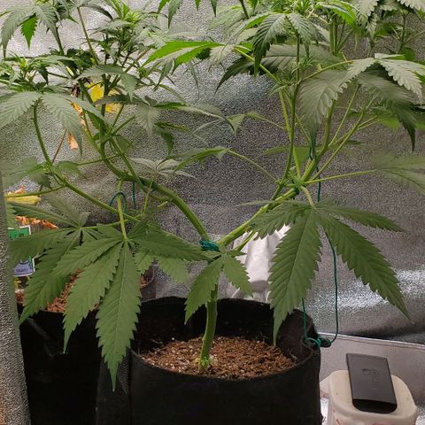 Bubbletwin Candy growlog timeline photo