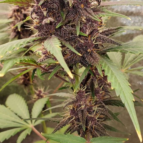 Little L growlog timeline photo