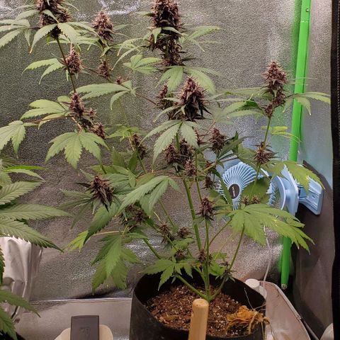Little L growlog timeline photo