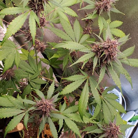 Little L growlog timeline photo