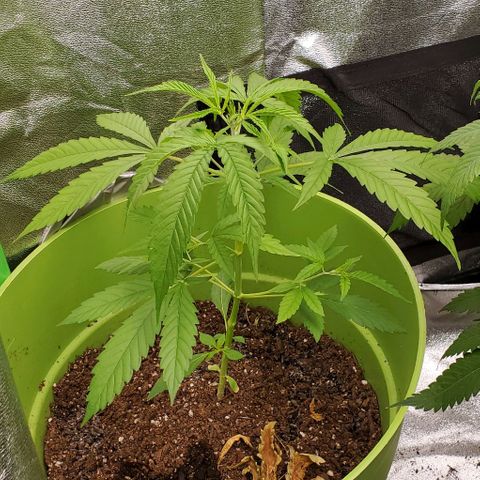 Starla growlog timeline photo