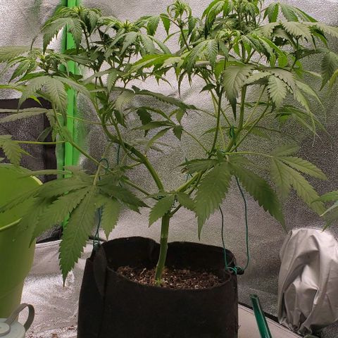 Bubbletwin Candy growlog photo: Getting worse, I don't feel great about it. Might have to remove one side. 