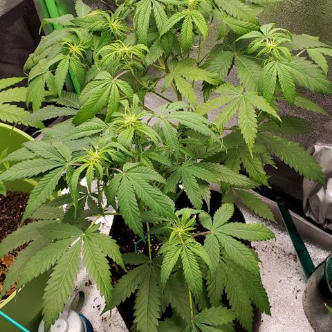 Bubbletwin Candy growlog photo: Getting worse, I don't feel great about it. Might have to remove one side. 