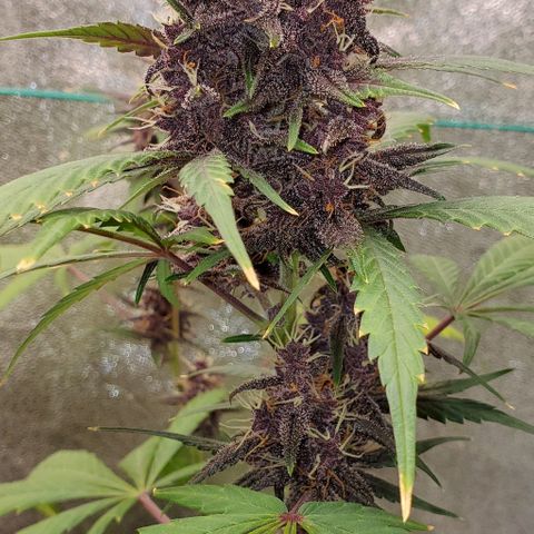 Little L growlog timeline photo