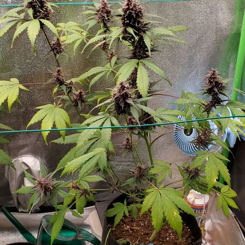 Little L growlog timeline photo