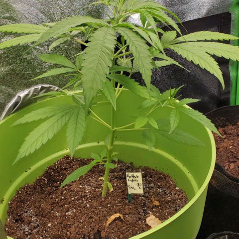 Starla growlog photo: After this picture, the fly stick fell on Starla here, and broke her left large fan leaf. No large harm done.