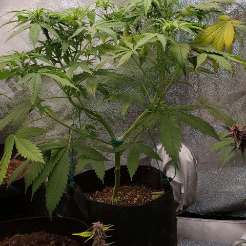 Bubbletwin Candy growlog photo: Seems to be improving a bit. Lots of dead spots on leave, but I think she'll be alright. 