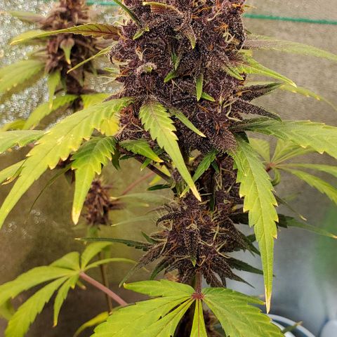 Little L growlog photo: Watered after pictures, leaves greened back up