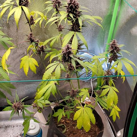 Little L growlog photo: Watered after pictures, leaves greened back up