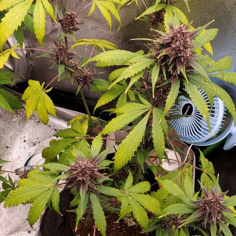 Little L growlog photo: Watered after pictures, leaves greened back up