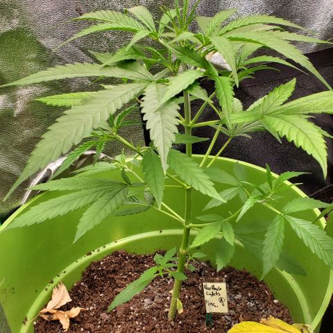 Starla growlog timeline photo
