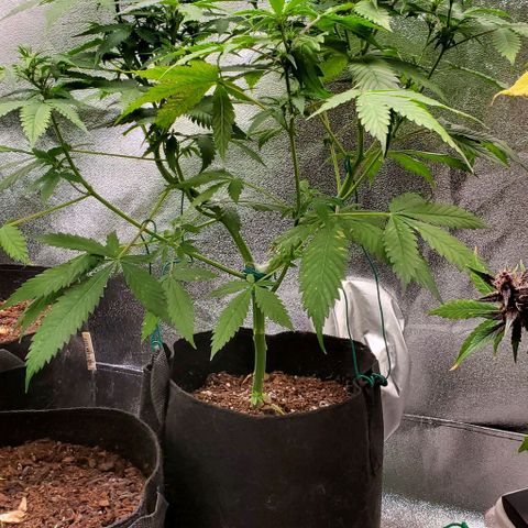 Bubbletwin Candy growlog timeline photo