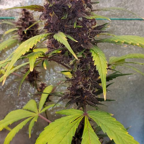 Little L growlog timeline photo