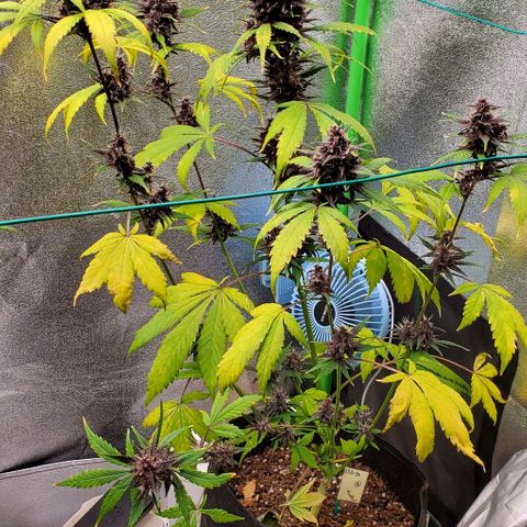 Little L growlog timeline photo
