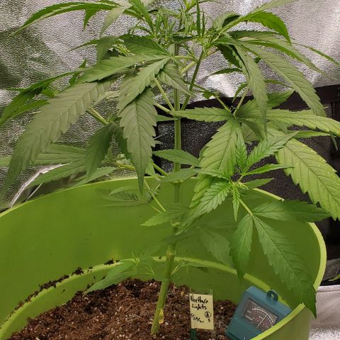 Starla growlog timeline photo