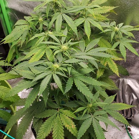 Bubbletwin Candy growlog timeline photo
