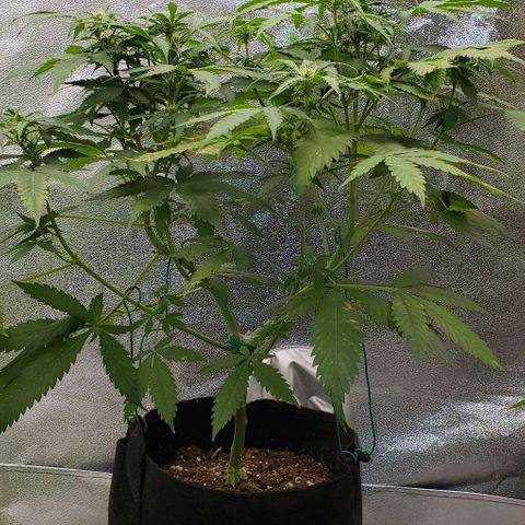 Bubbletwin Candy growlog timeline photo