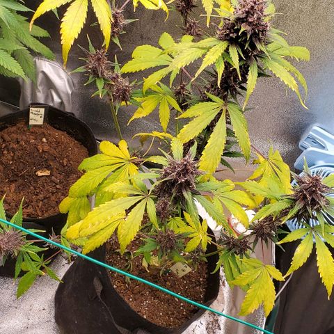 Little L growlog timeline photo