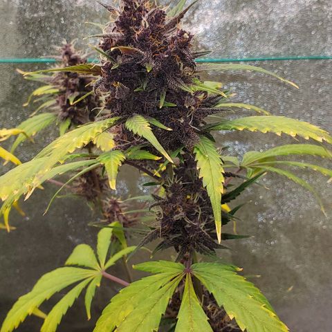 Little L growlog timeline photo