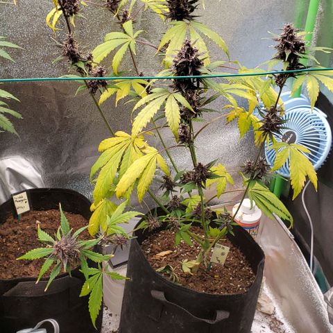 Little L growlog timeline photo