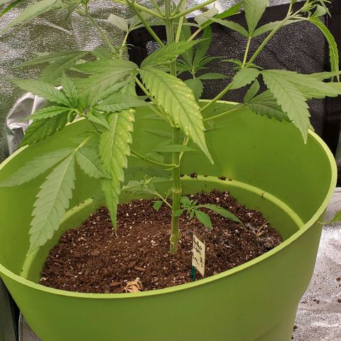 Starla growlog timeline photo