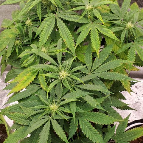 Bubbletwin Candy growlog timeline photo